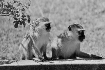 Two monkeys looking away on field