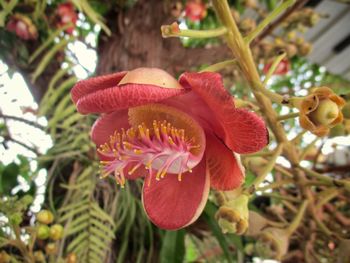 Close-up of red flowering plant