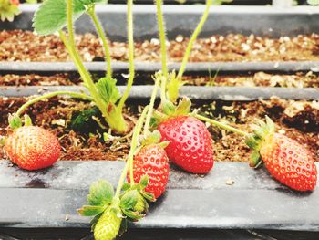 Close-up of fruits growing on plant