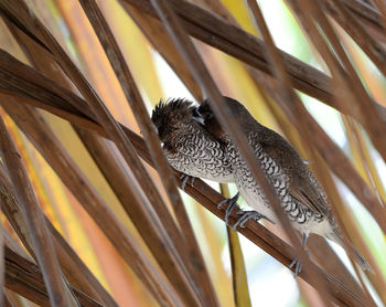 Low angle view of bird perching on leaf
