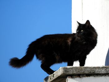 Low angle view of cat on blue against sky