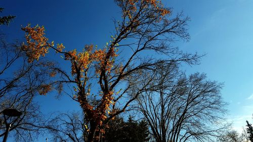 Low angle view of bare trees against blue sky