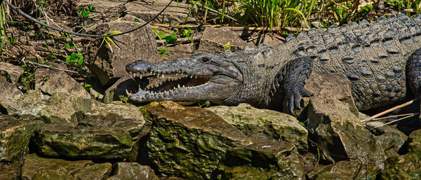 Close-up of crocodile on rock