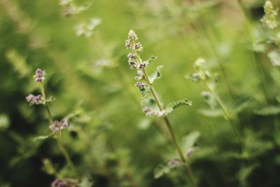 Close-up of flowering plant