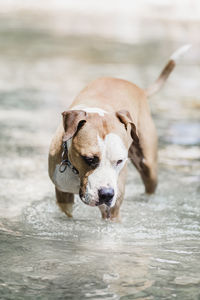 Close-up of dog running in lake