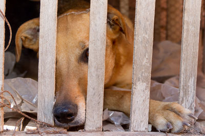 Close-up of a dog