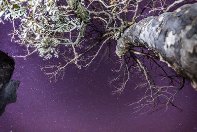 Close-up of bare tree against purple sky