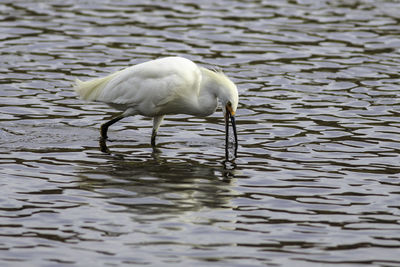 Close-up of duck in lake