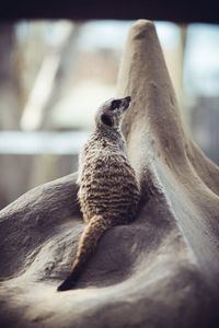 Close-up of squirrel on tree