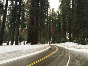 Road amidst trees in forest during winter