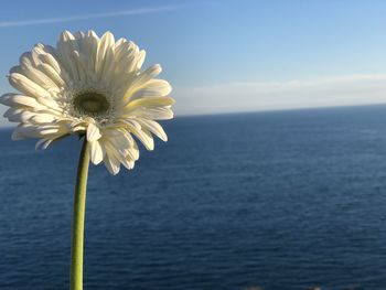 Close-up of white flowering plant by sea against sky