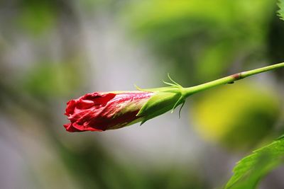 Close-up of red flowering plant