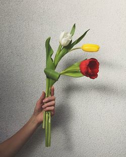 Close-up of hand holding red tulip against wall