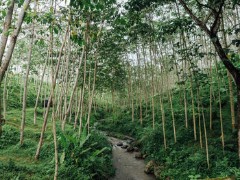 Footpath amidst trees in forest