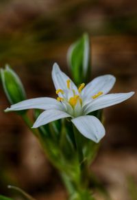 Close-up of white flowering plant