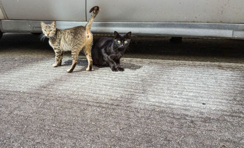 Portrait of stray cats by car on street