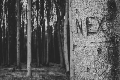 Close-up of text on tree trunk in forest