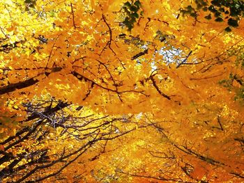 Low angle view of autumn leaves