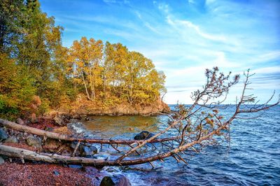 Trees by sea against blue sky