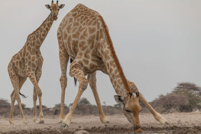 Giraffe standing on a land