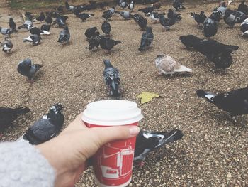 High angle view of hand holding birds