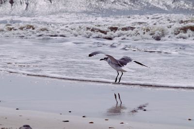 Seagull walking on beach