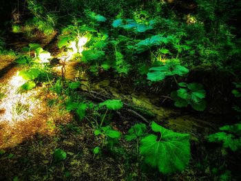 Full frame shot of trees at night