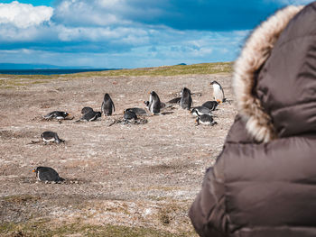 Rear view of woman looking at penguins