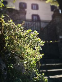 Close-up of plant against building
