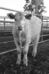 Portrait of cow standing in pen