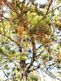 Low angle view of tree against sky