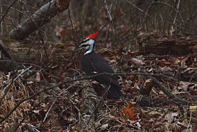 Bird perching on grass