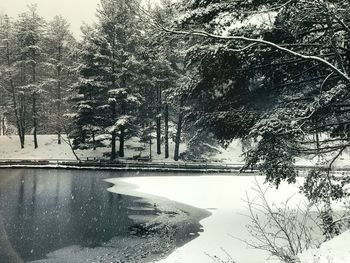 Frozen trees by lake during winter