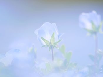 Close-up of white flowering plant