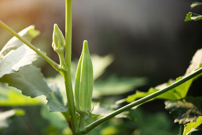 Close-up of fresh green plant