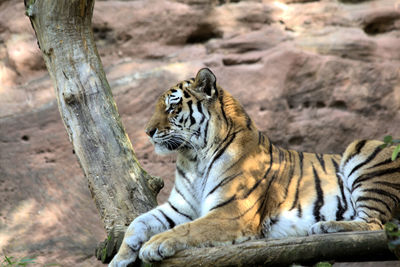 Close-up of tiger