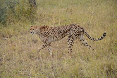 Leopard walking on grassy field