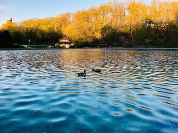 Ducks swimming in lake