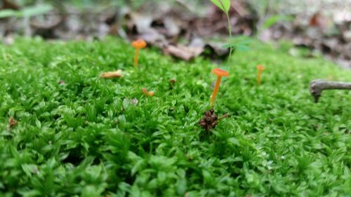 Close-up of plant growing on field