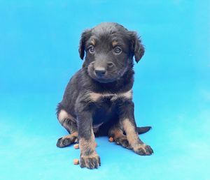 Portrait of puppy sitting on swimming pool