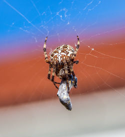 Close-up of spider on web