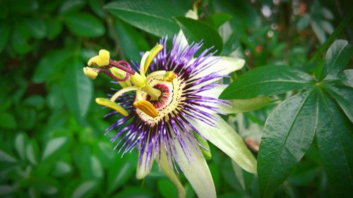 Close-up of passion flower growing in lawn