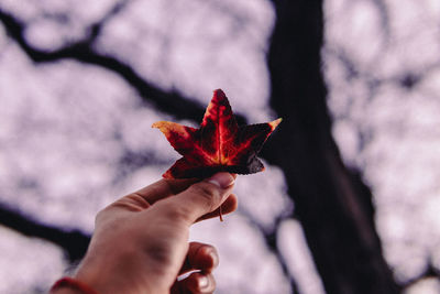 Close-up of hand holding maple leaf during autumn