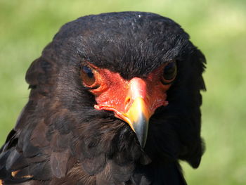 Close-up portrait of a bird