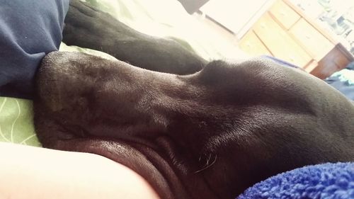 Close-up of animal resting