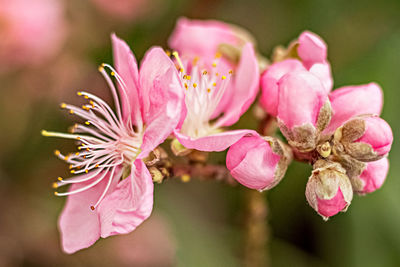 A macrophotography of a pink cherry blossom. sakura blossom