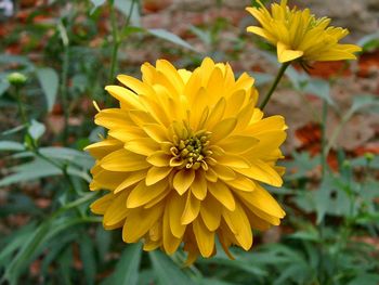 Close-up of yellow flower