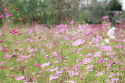 Close-up of pink flowers on field