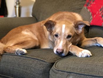 Portrait of dog resting on sofa at home