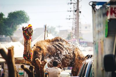 Camel in hot desert